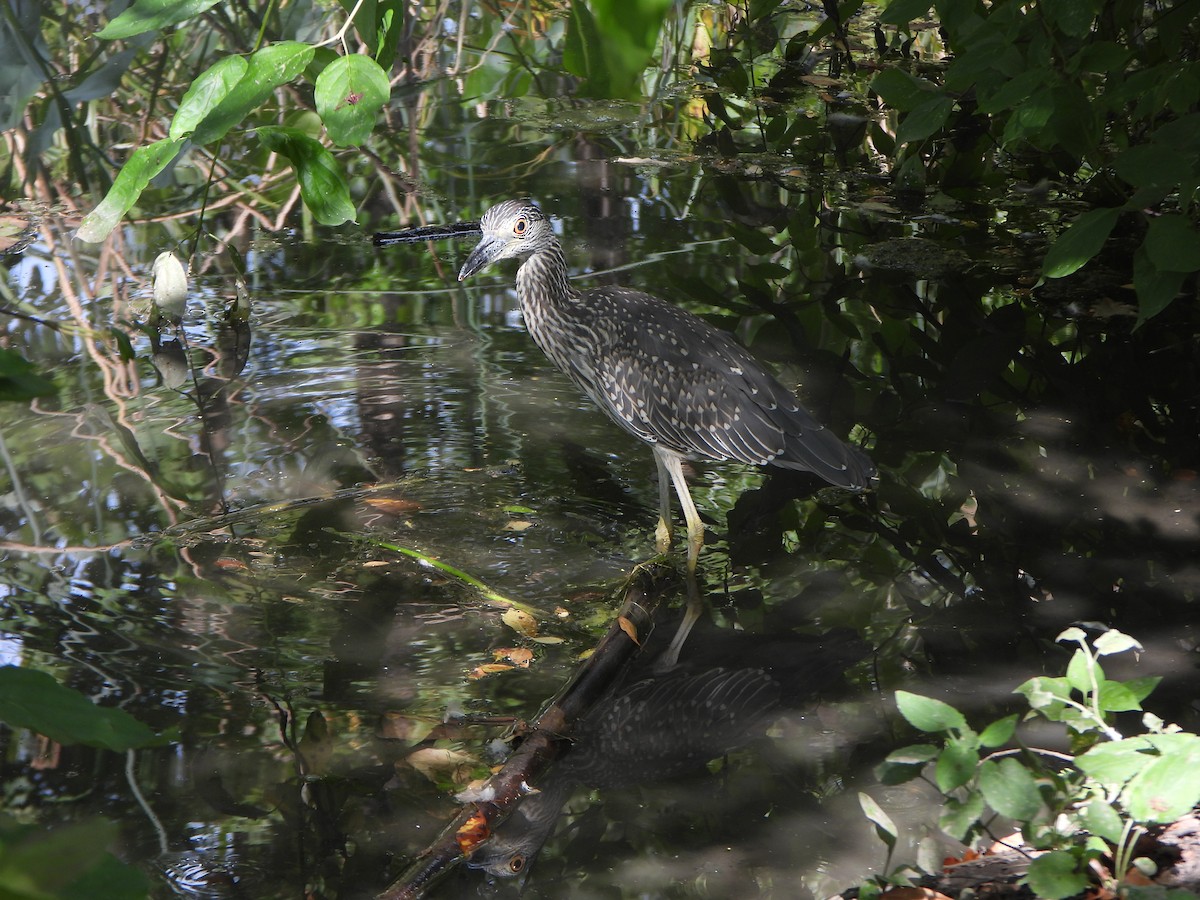 Yellow-crowned Night Heron - ML641980595