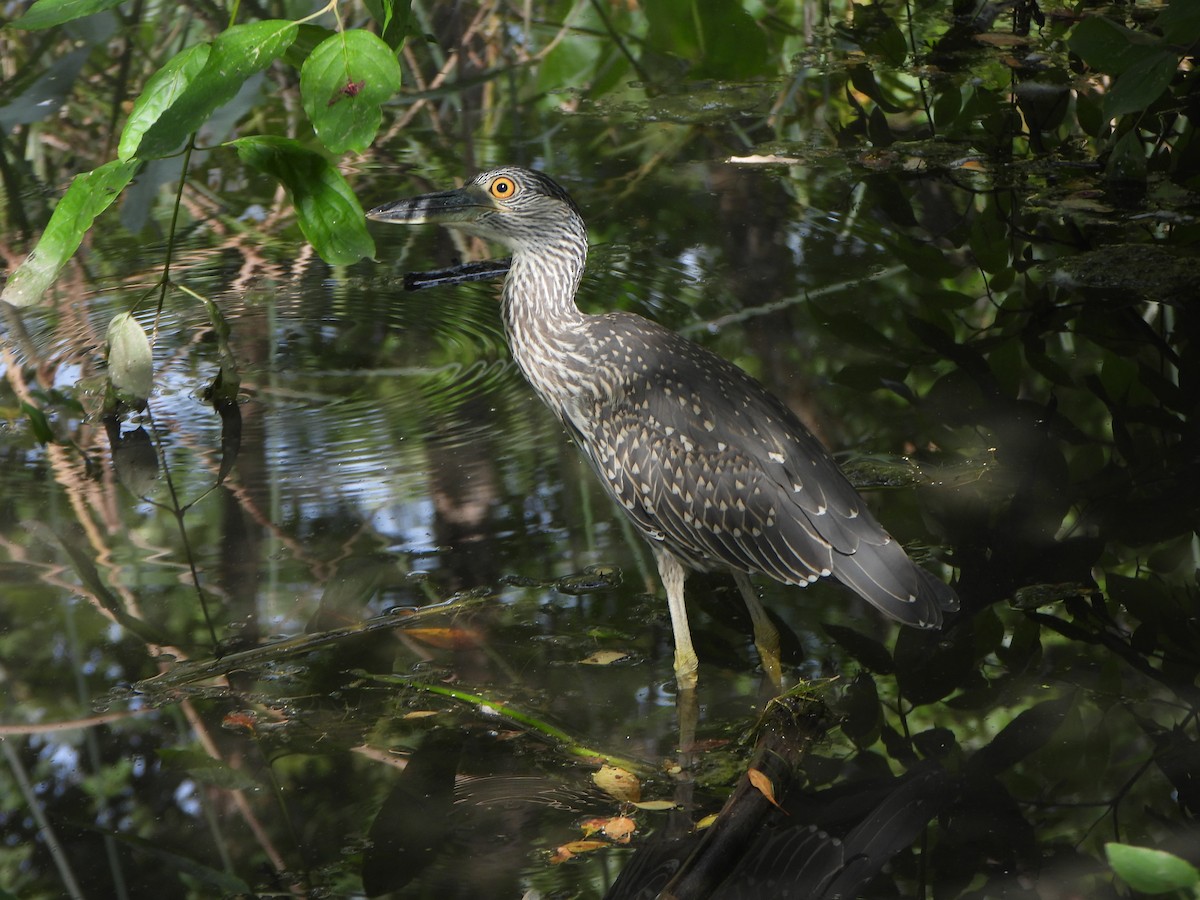Yellow-crowned Night Heron - ML641980597