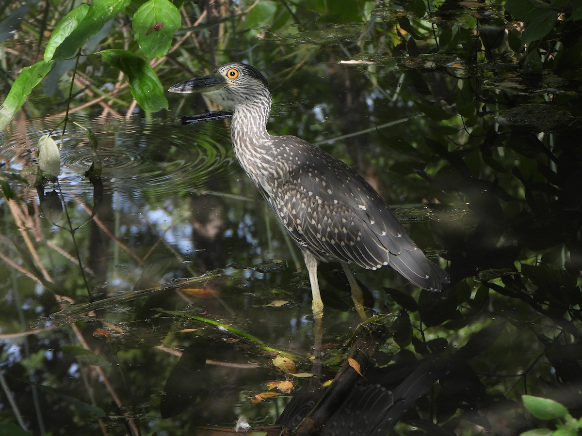 Yellow-crowned Night Heron - ML641980598