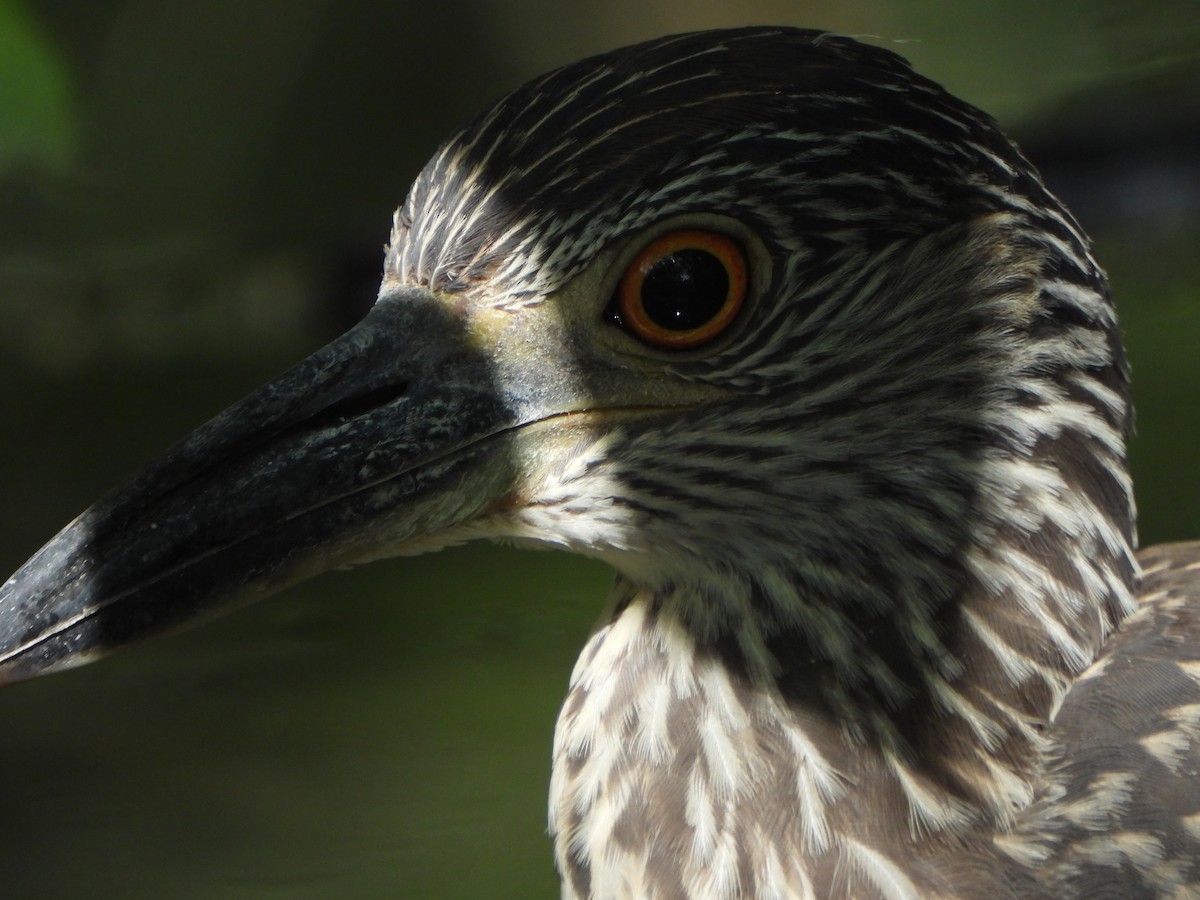 Yellow-crowned Night Heron - ML641980599