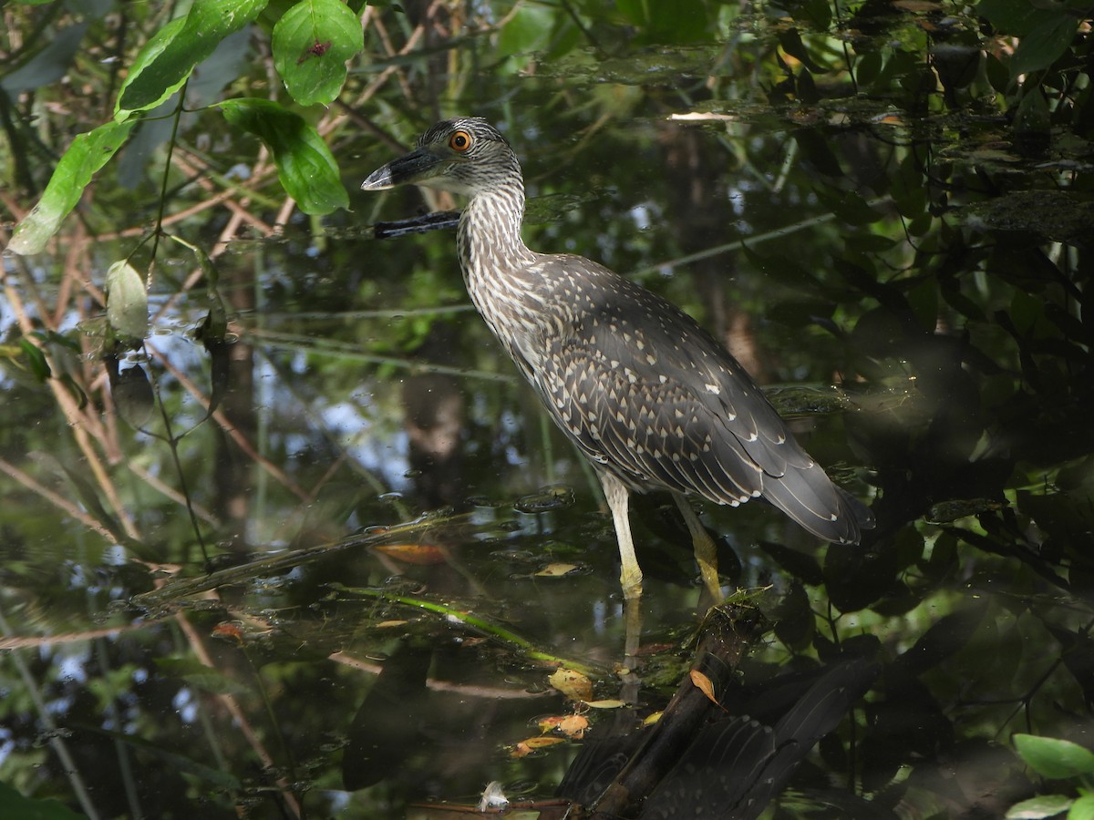 Yellow-crowned Night Heron - ML641980600