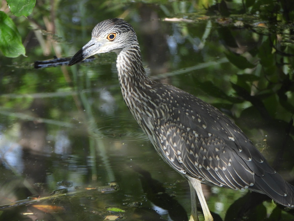 Yellow-crowned Night Heron - ML641980601