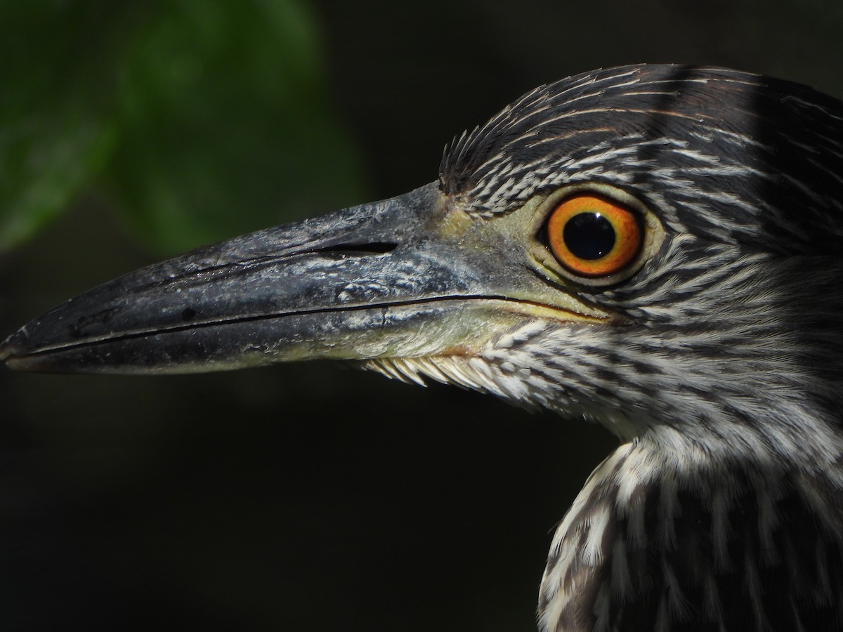 Yellow-crowned Night Heron - ML641980602
