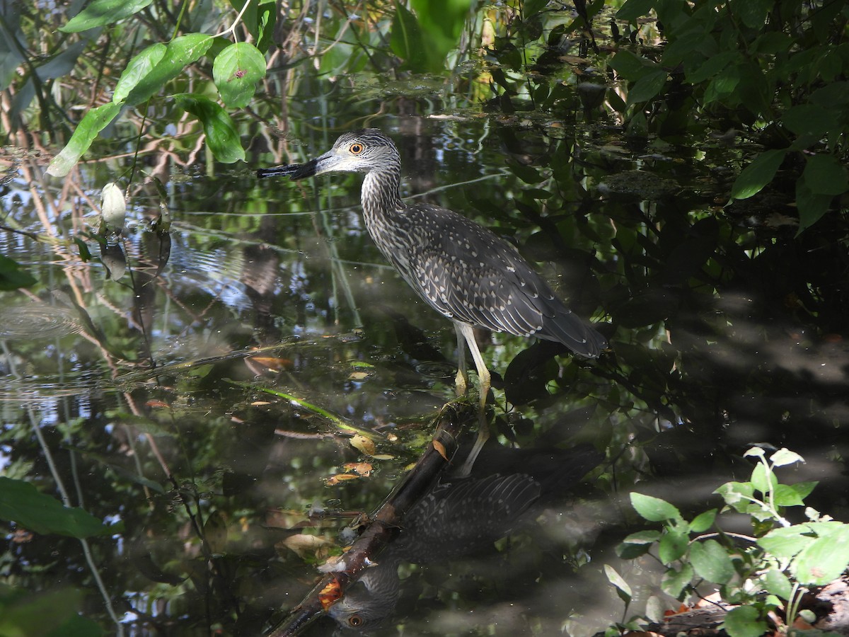 Yellow-crowned Night Heron - ML641980603
