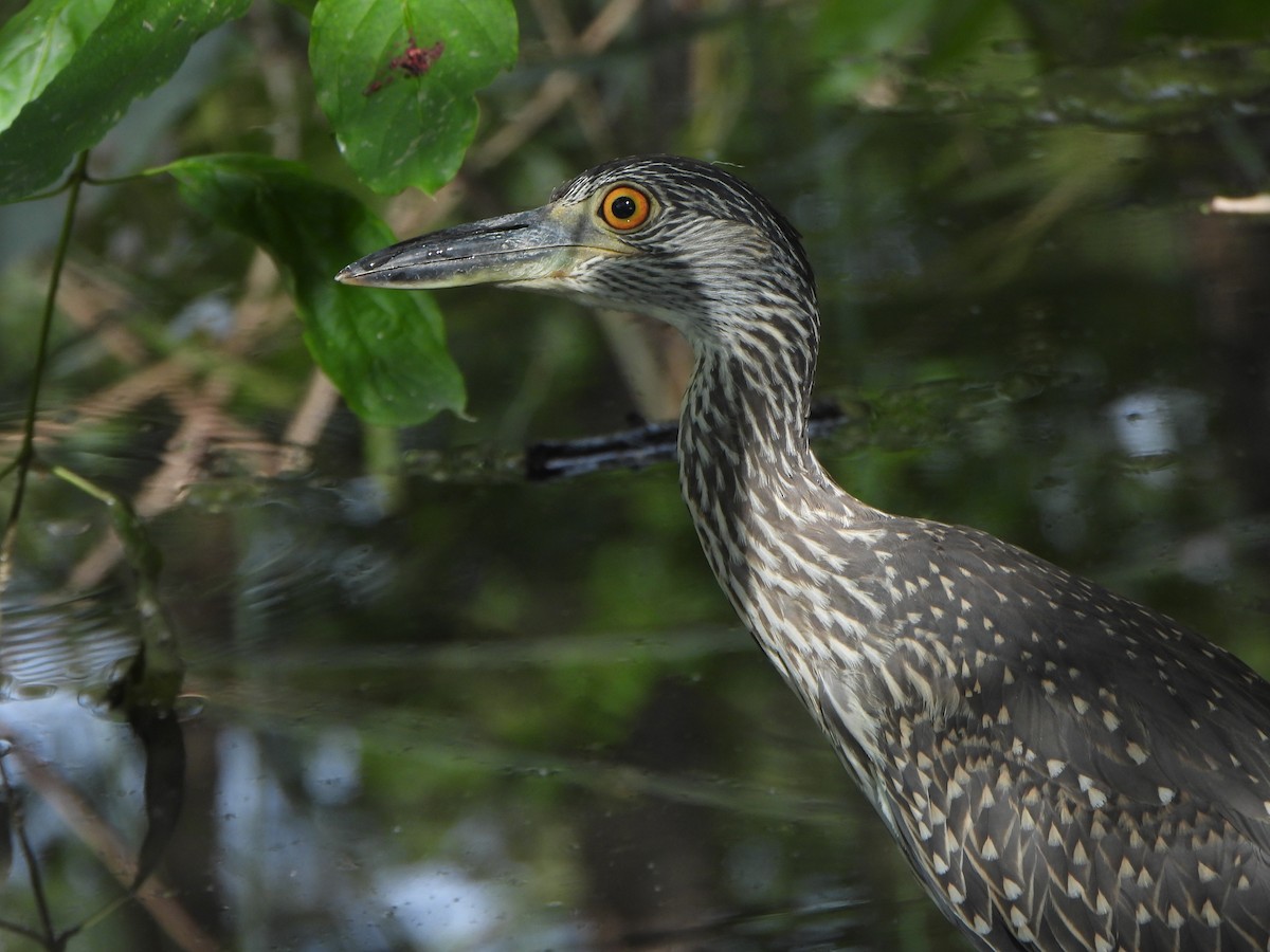 Yellow-crowned Night Heron - ML641980604
