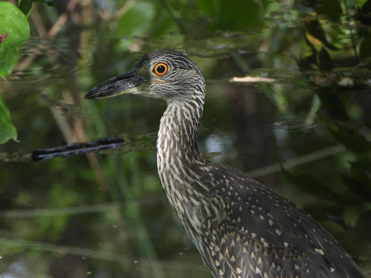 Yellow-crowned Night Heron - ML641980605
