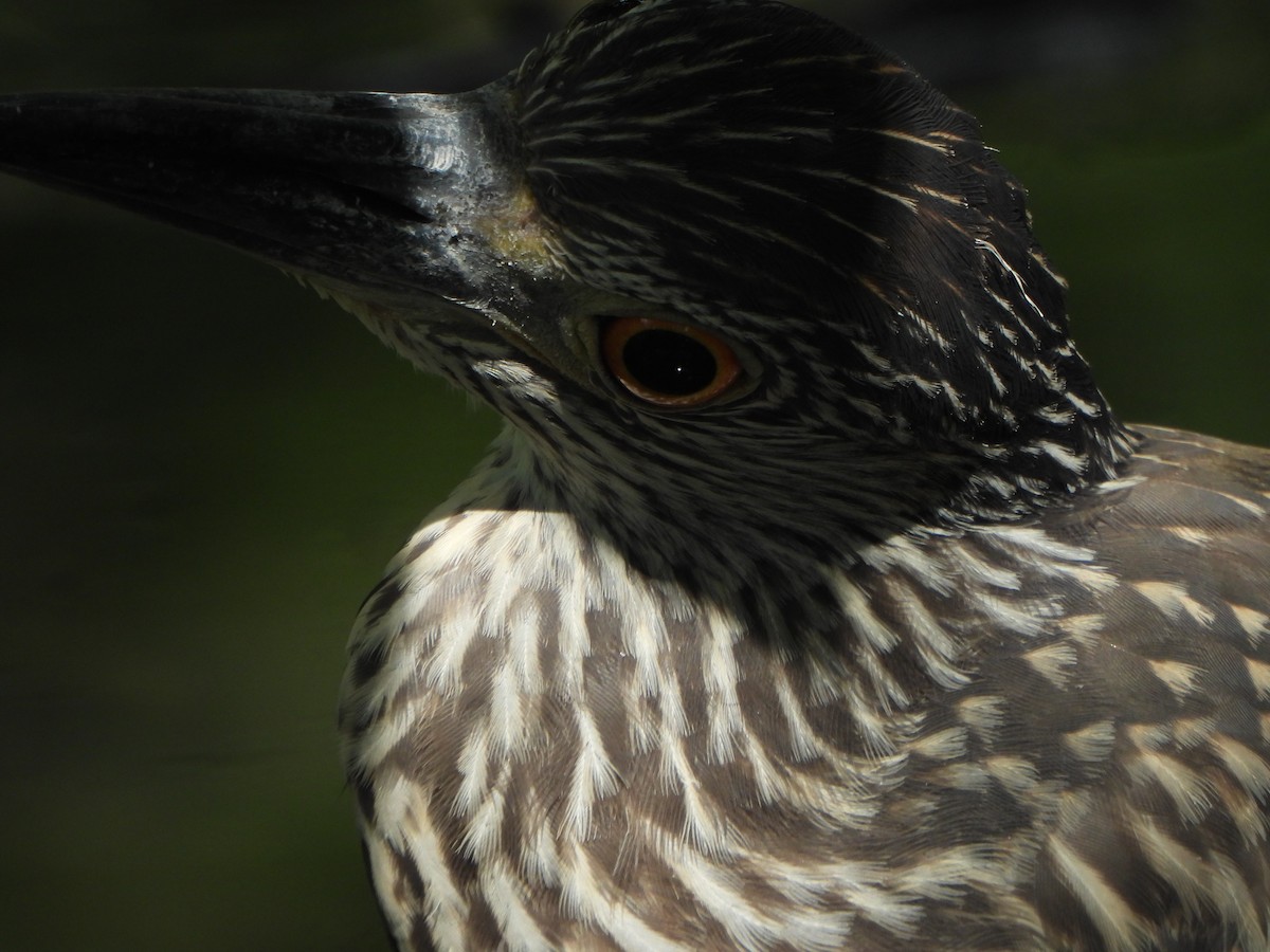 Yellow-crowned Night Heron - ML641980607