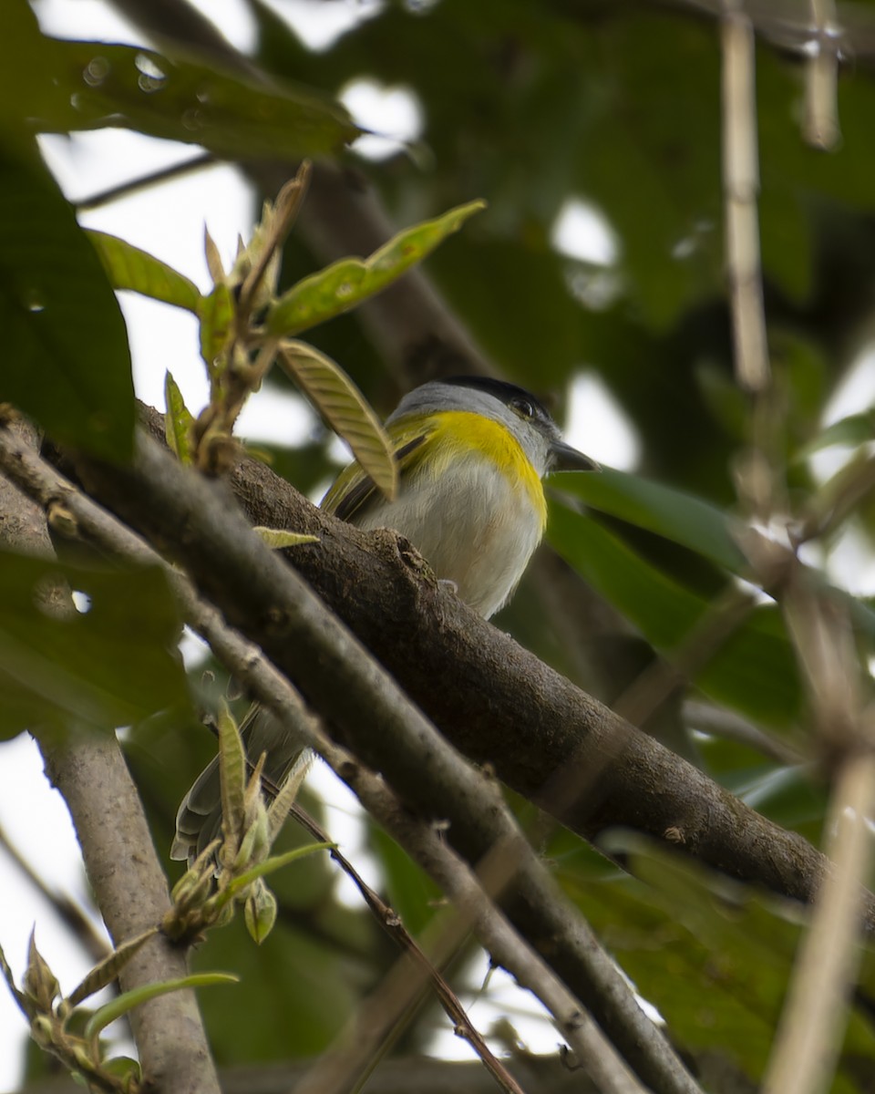Green-backed Becard (Green-backed) - ML641980608