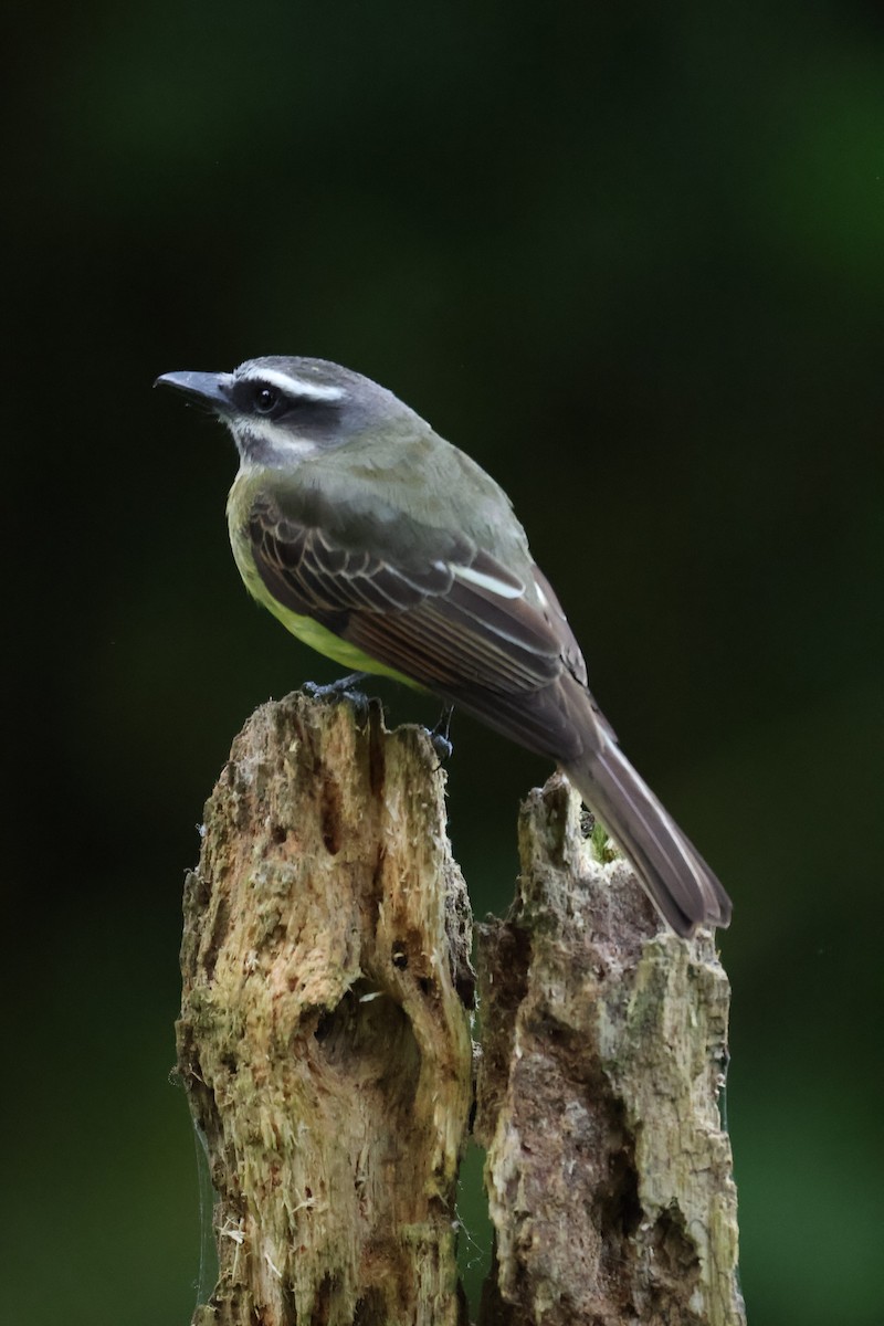 Golden-bellied Flycatcher - ML641980611