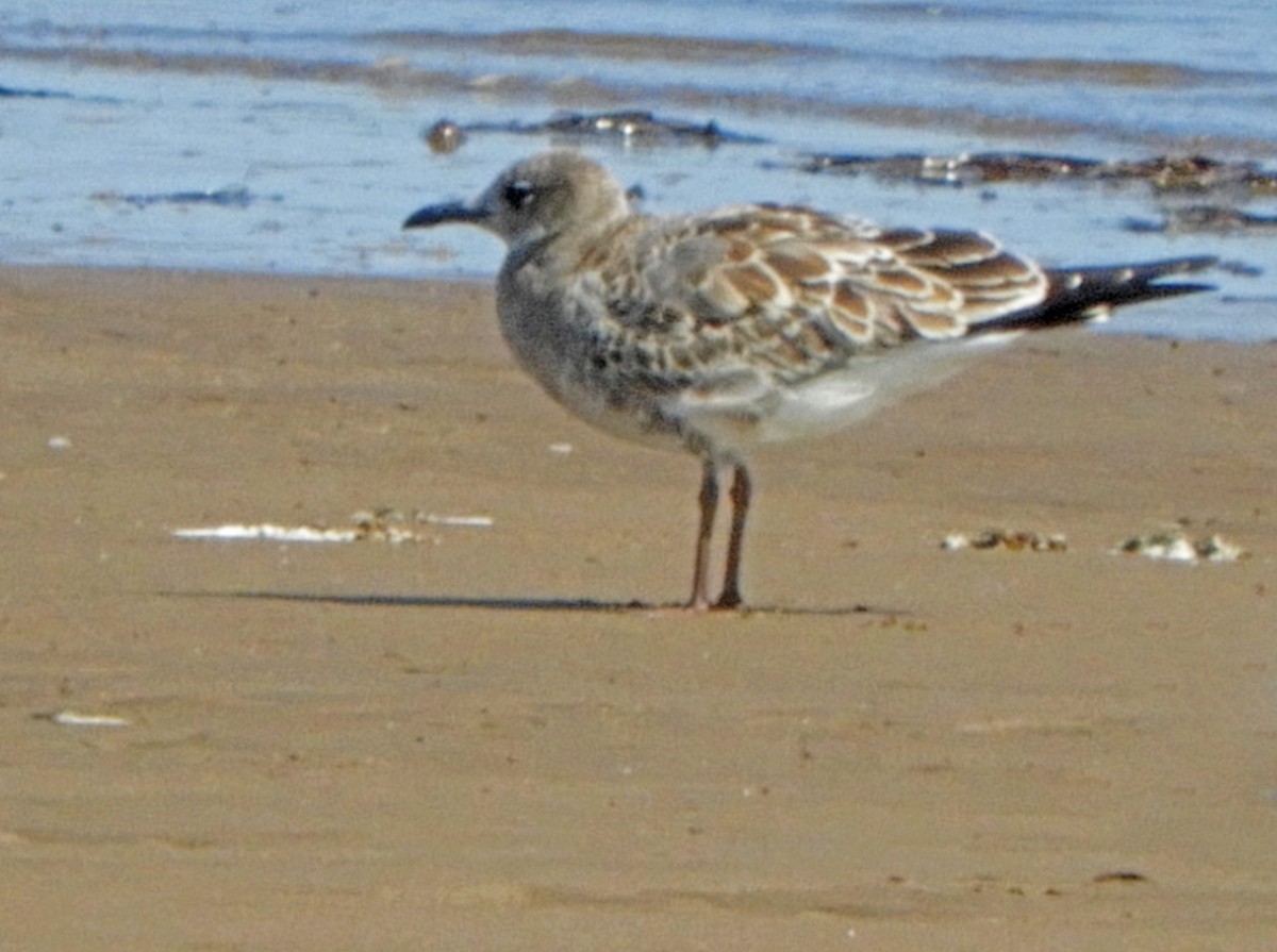 Laughing Gull - ML641980612