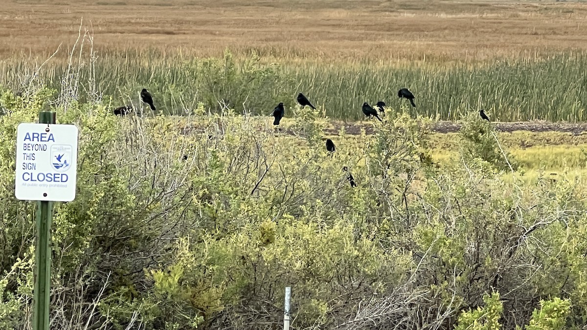 Brewer's Blackbird - ML641980614