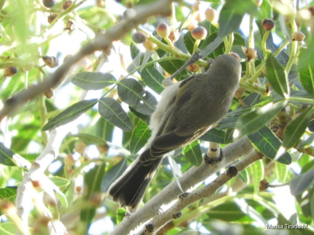 Verdin - ML641980617
