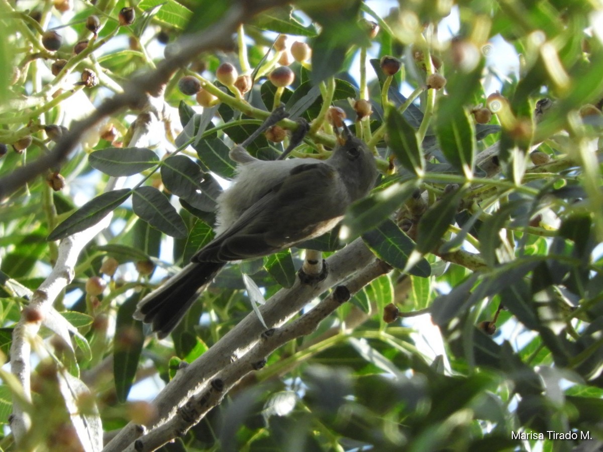 Verdin - ML641980618
