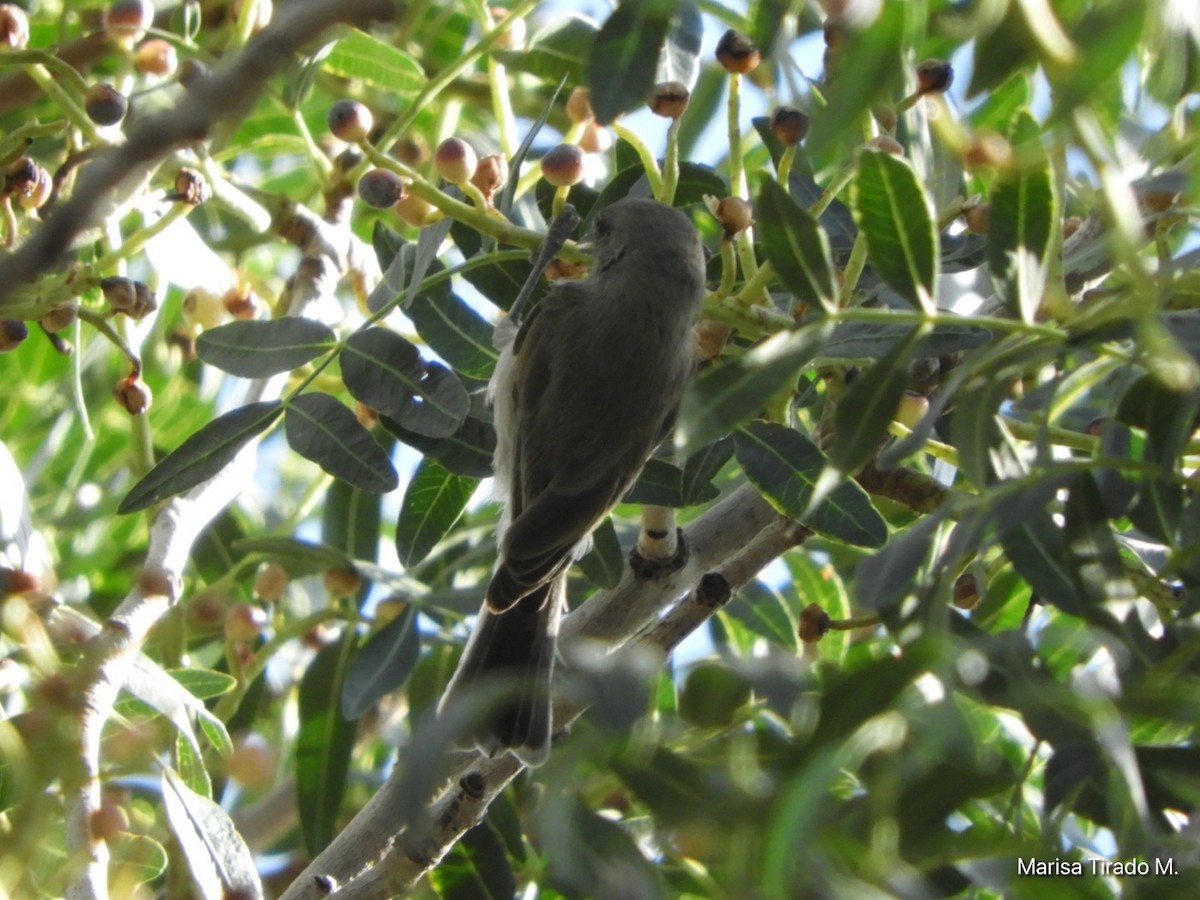 Verdin - ML641980619