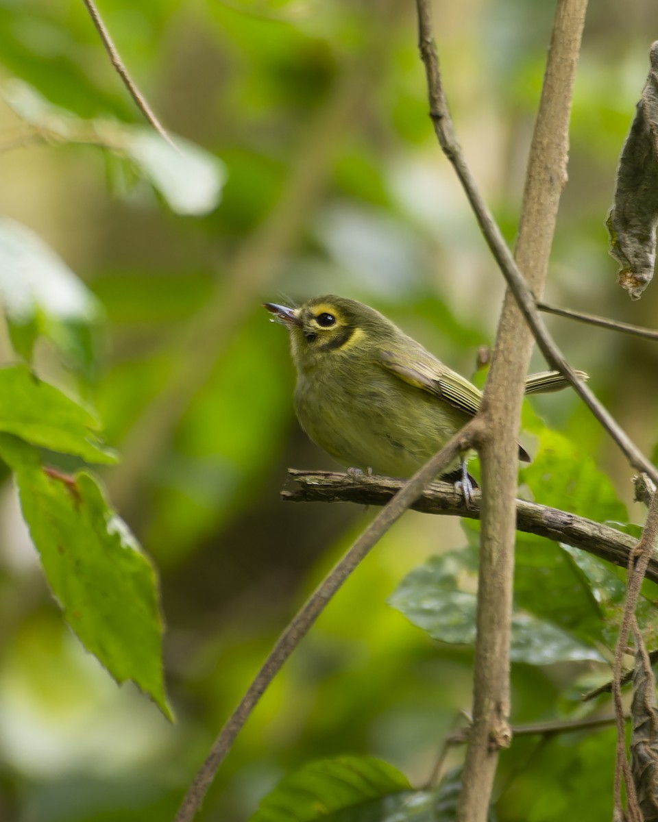 Oustalet's Tyrannulet - ML641980620