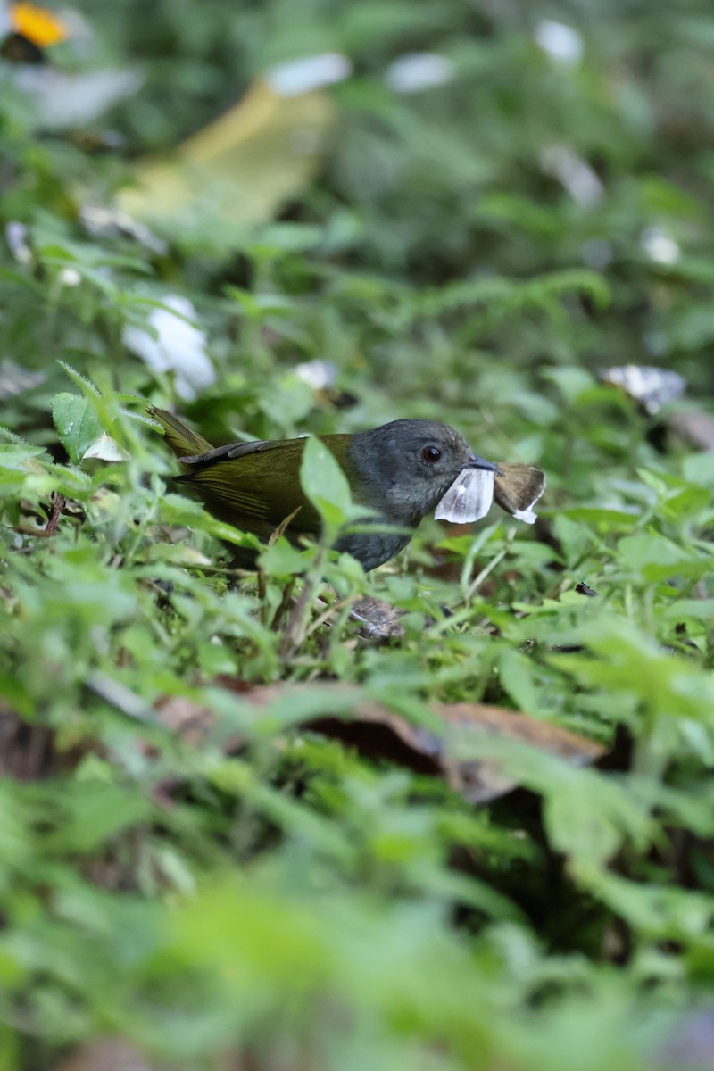 Dusky Chlorospingus - ML641980632