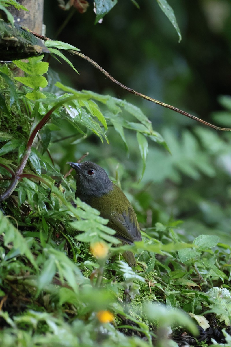 Dusky Chlorospingus - ML641980633