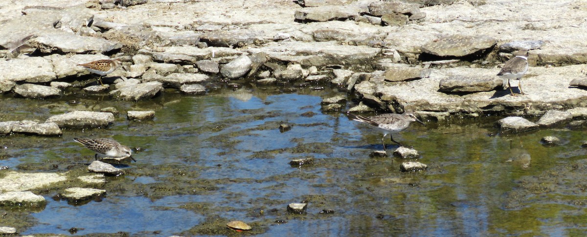Semipalmated Sandpiper - ML641980641