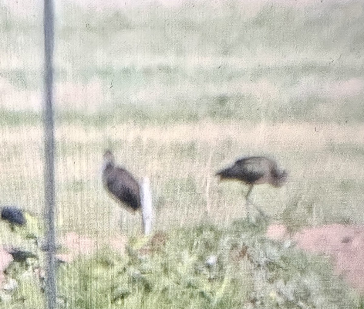 White-faced Ibis - ML641980659