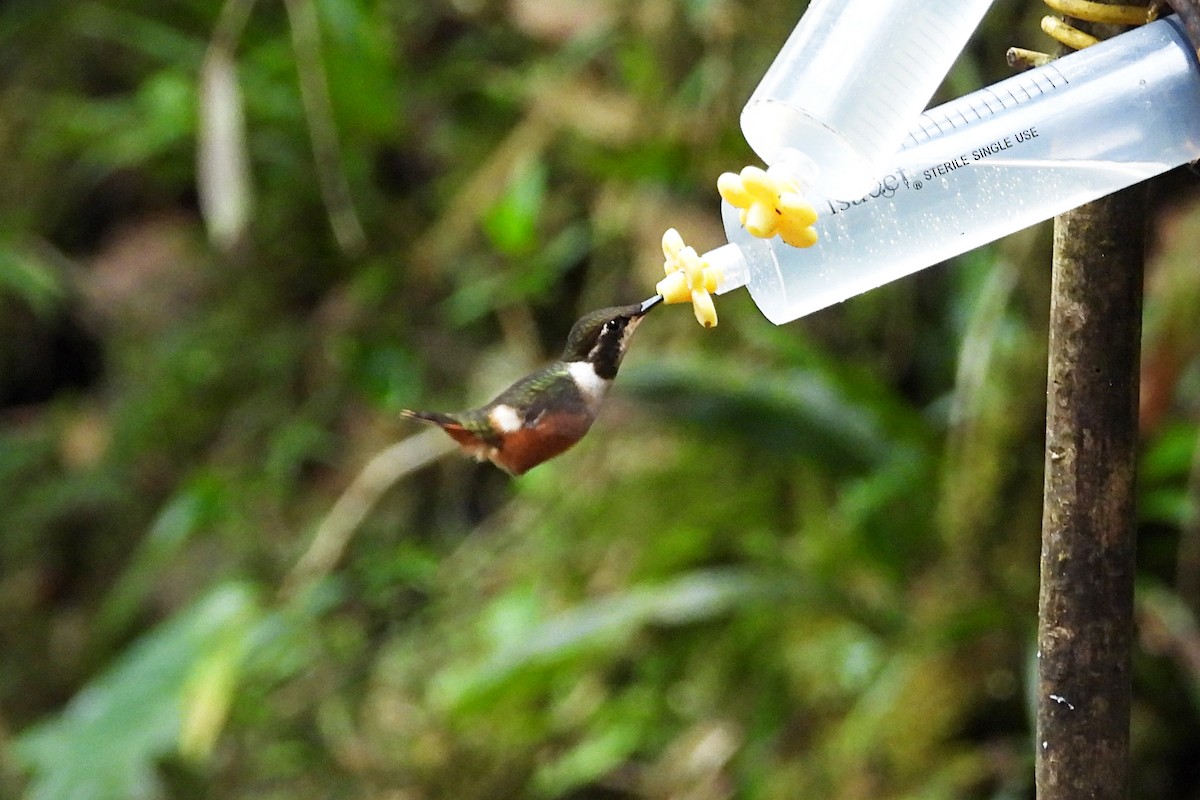 Purple-throated Woodstar - ML641980663