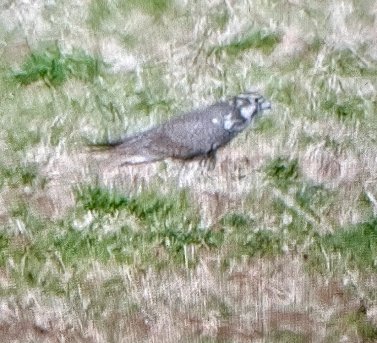 Prairie Falcon - ML641980671