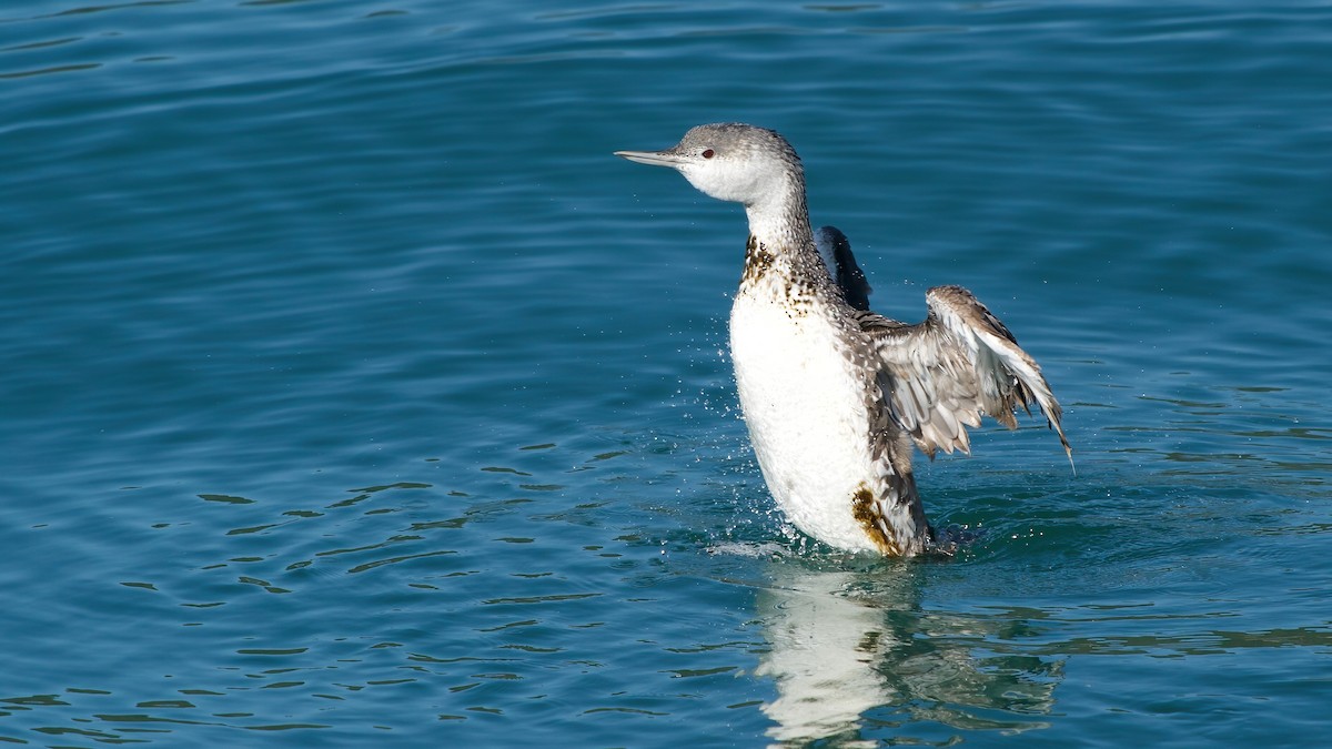 Plongeon catmarin - ML641980675