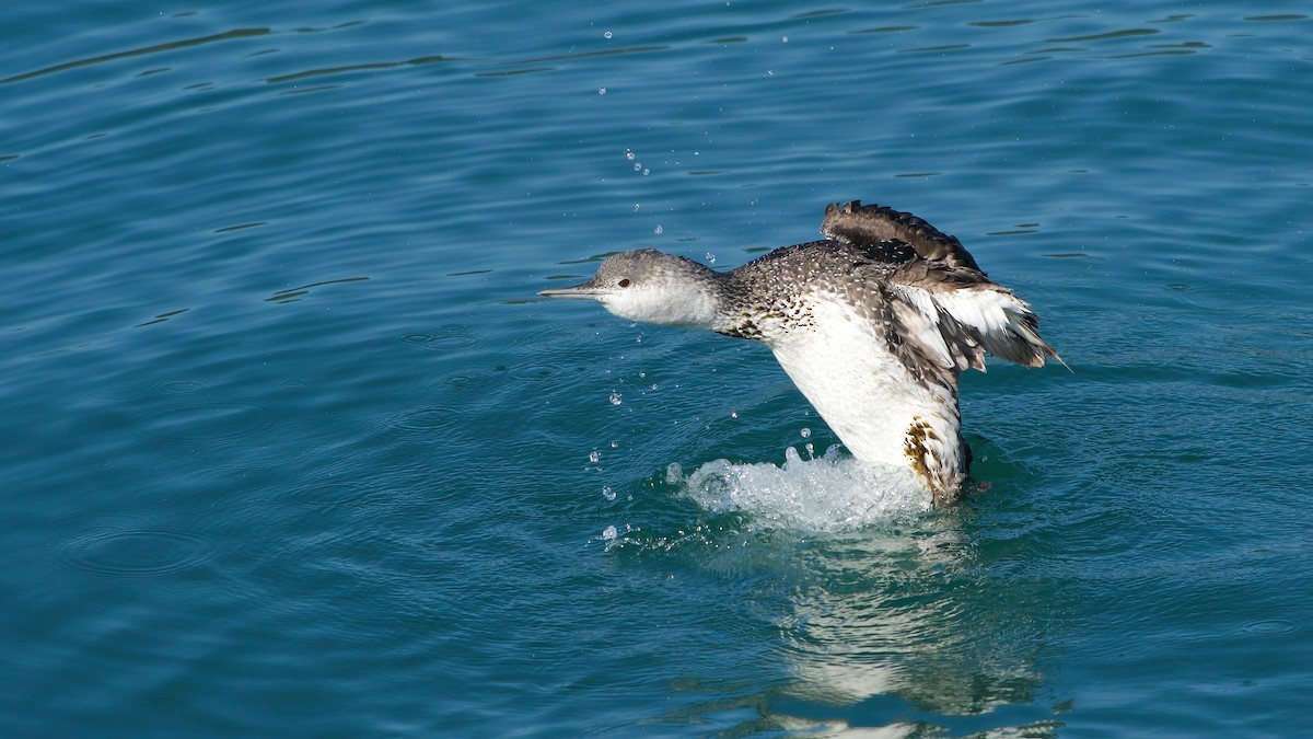 Plongeon catmarin - ML641980678
