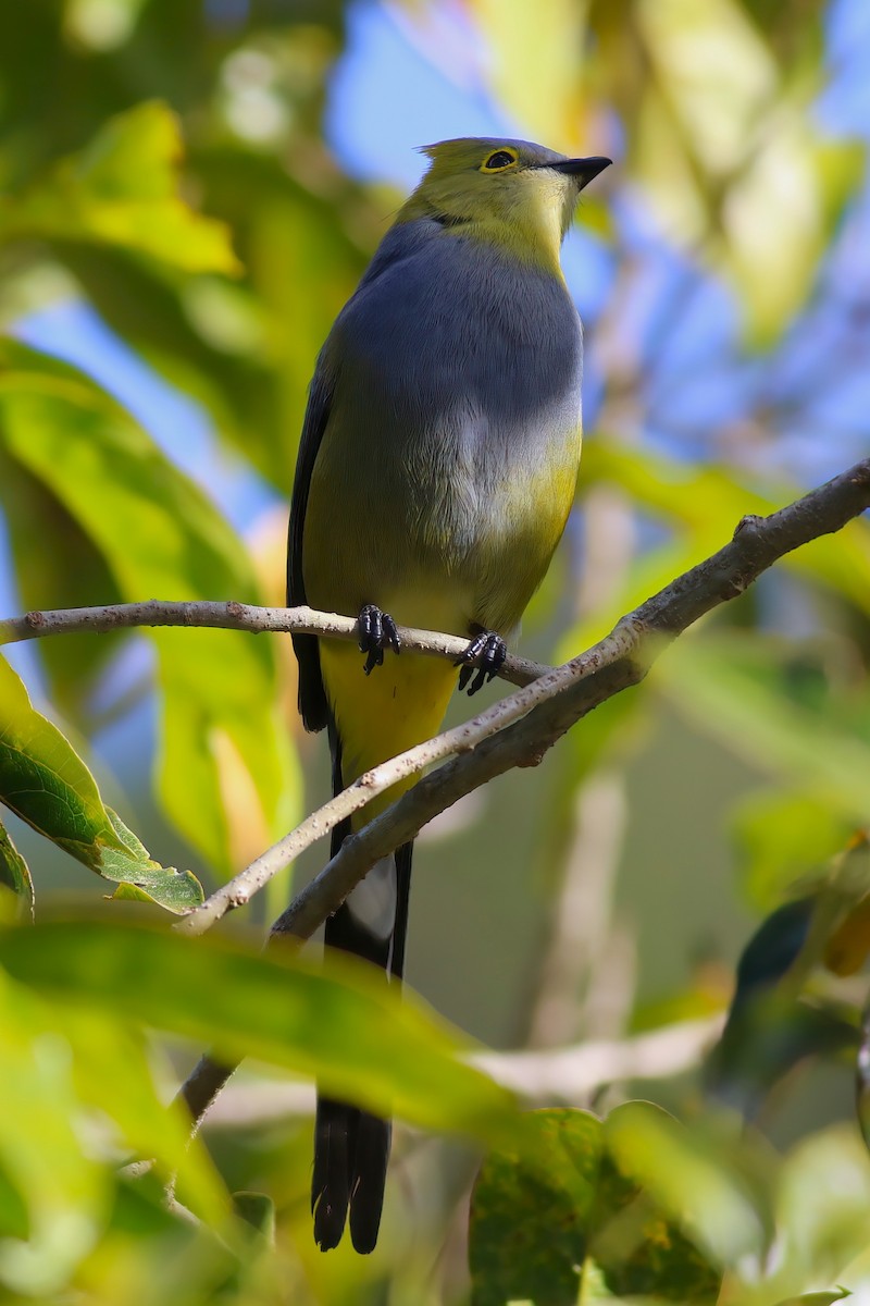 Long-tailed Silky-flycatcher - ML641980682
