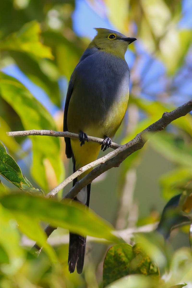Long-tailed Silky-flycatcher - ML641980683