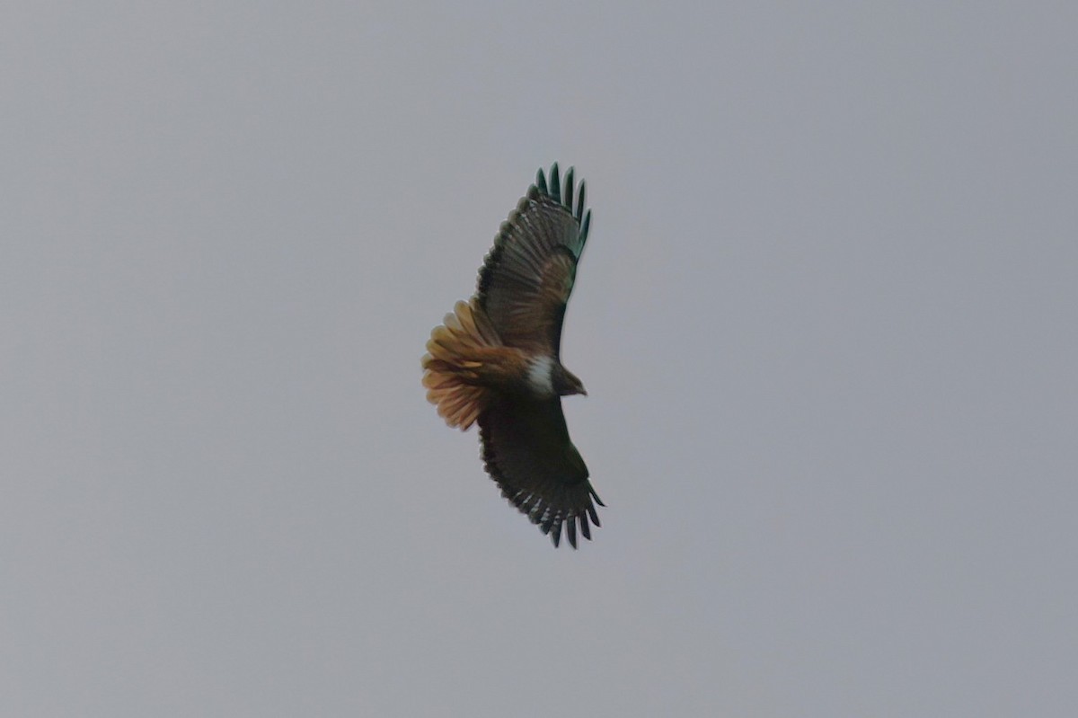 Red-tailed Hawk - ML641980687