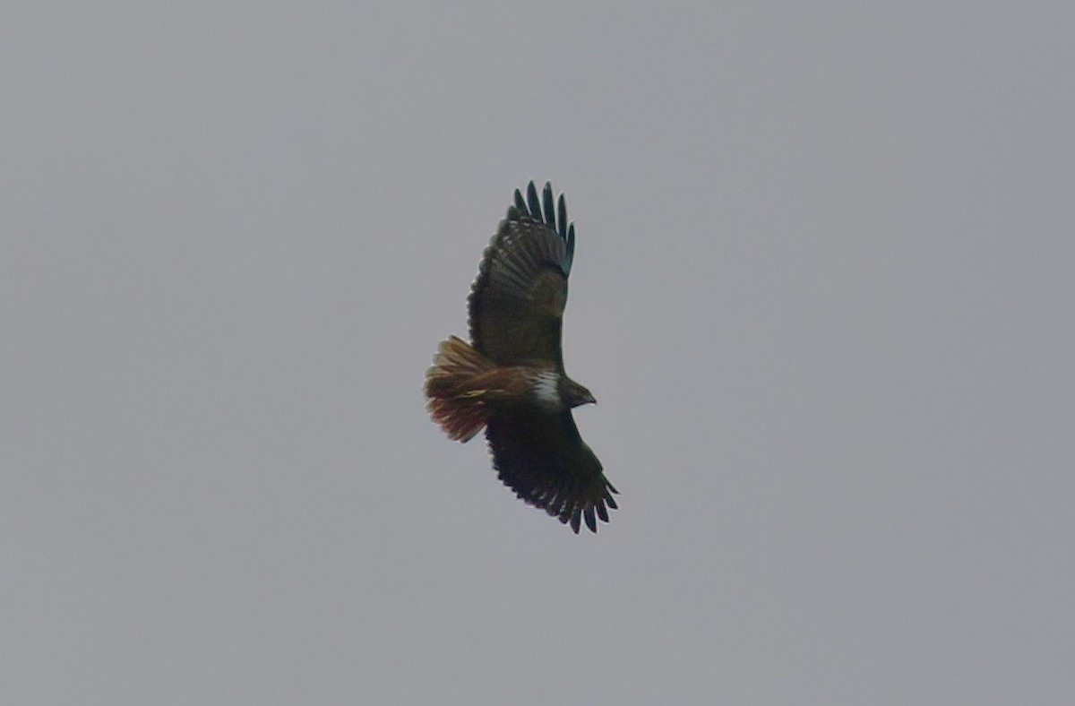 Red-tailed Hawk - ML641980688