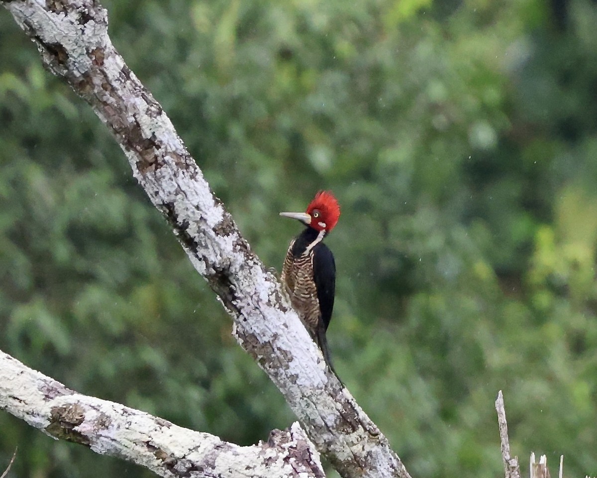 Crimson-crested Woodpecker - ML641980707