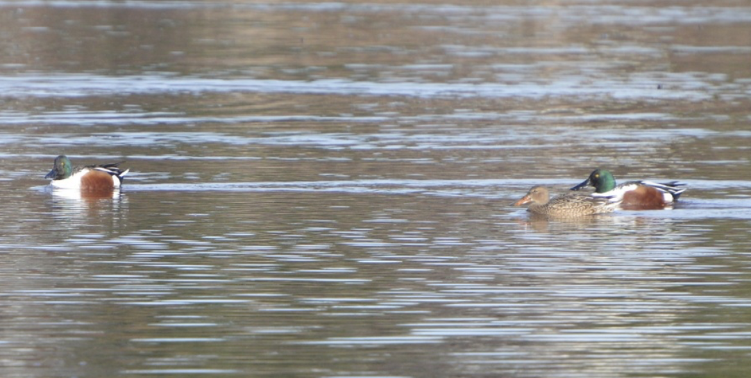 Northern Shoveler - ML641980708
