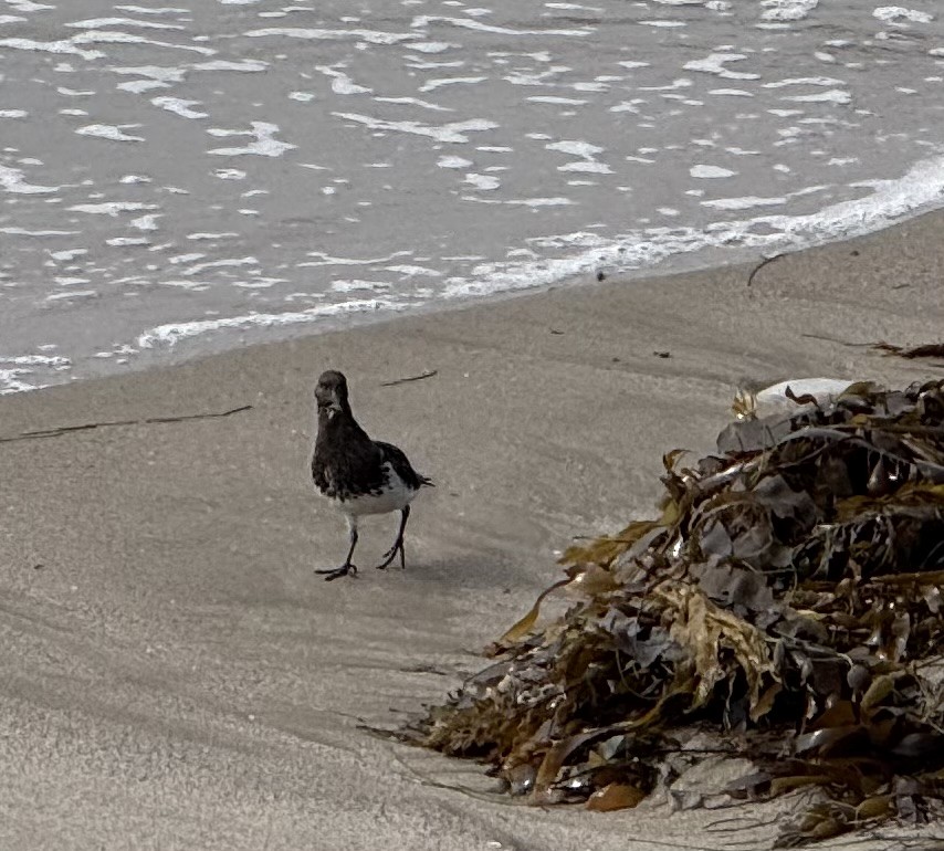 Black Turnstone - ML641980709