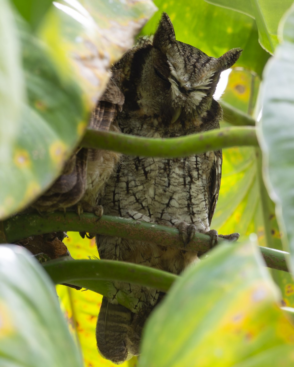 Long-tufted Screech-Owl - ML641980711