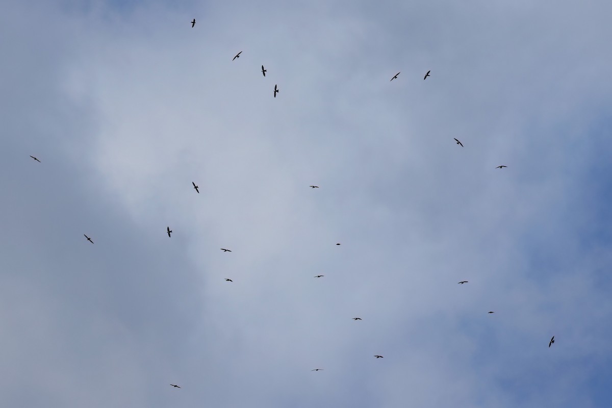 White-collared Swift - ML641980731