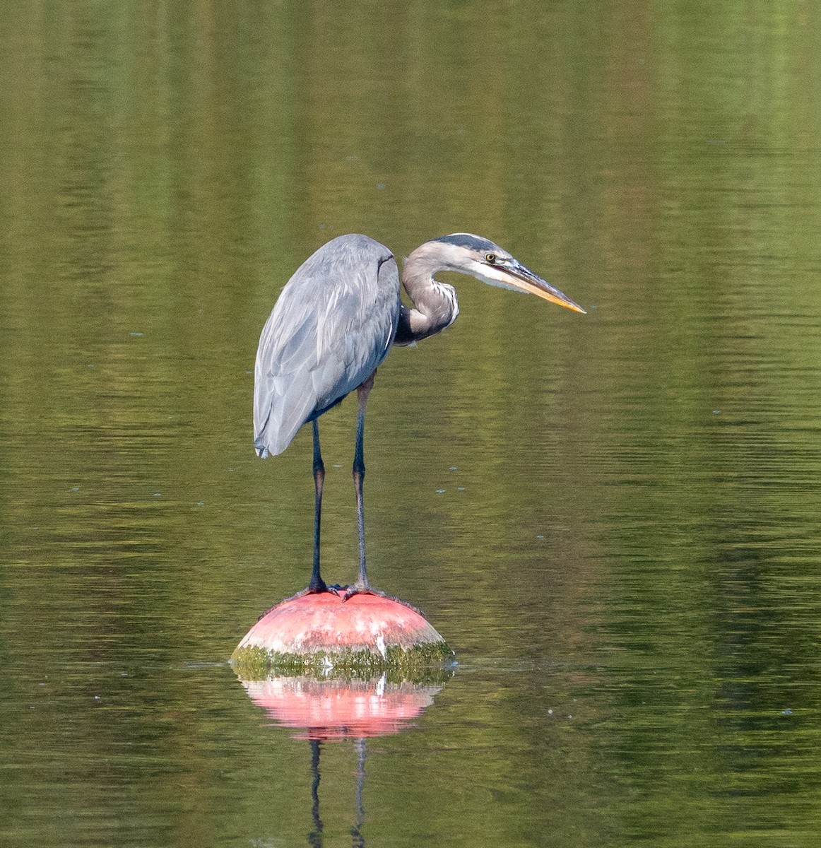 Great Blue Heron - ML641980733