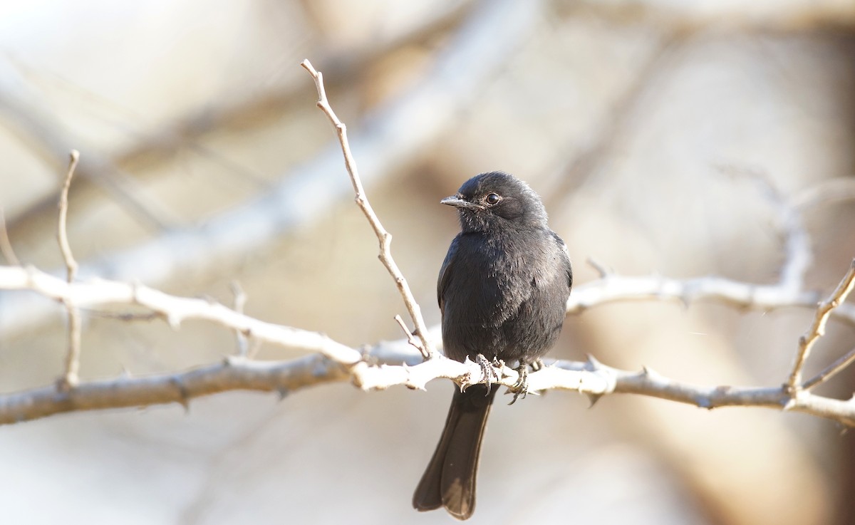 Fork-tailed Drongo - ML641980736