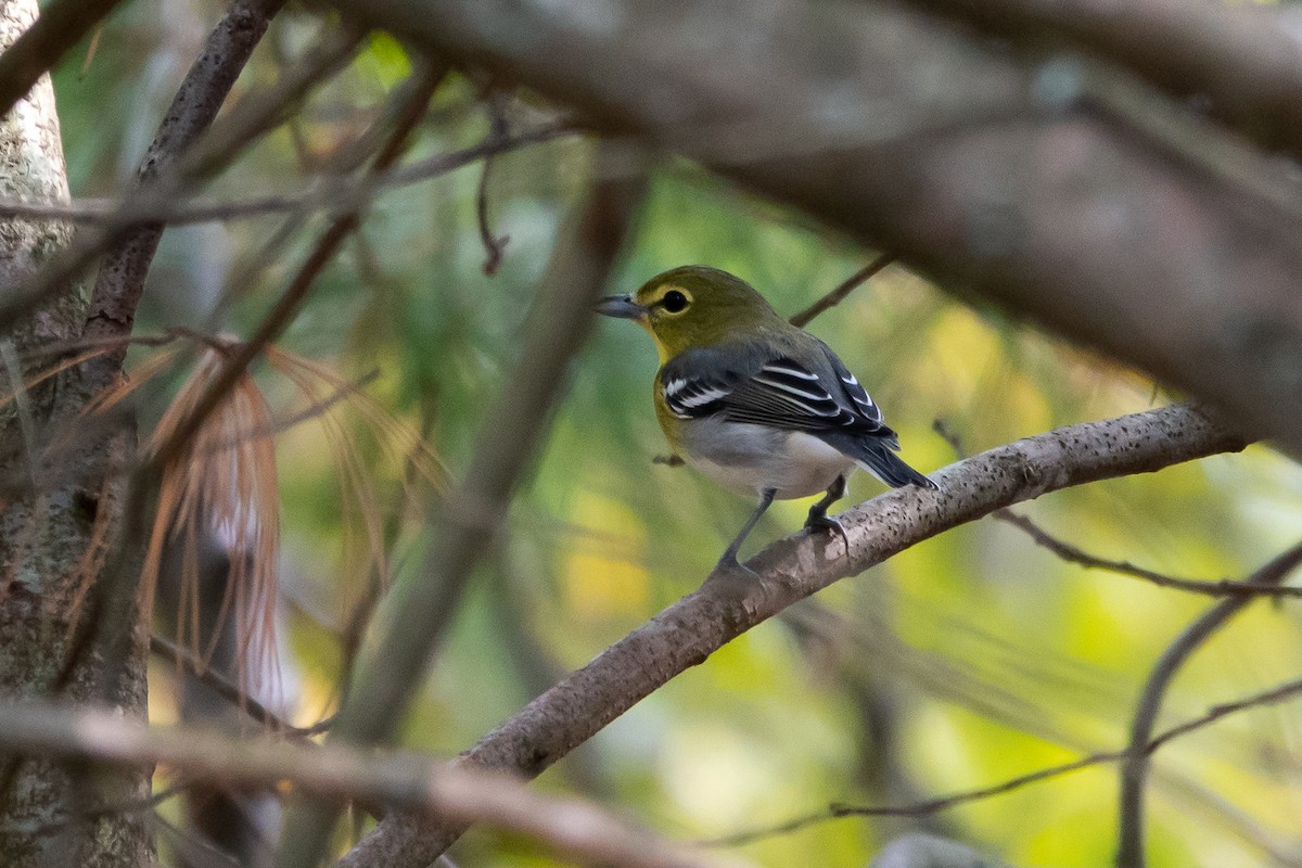 Yellow-throated Vireo - ML641980746