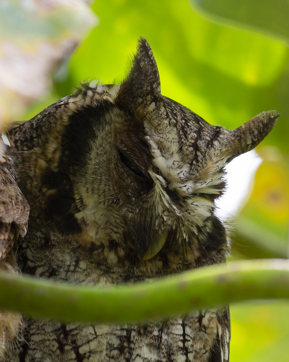 Long-tufted Screech-Owl - ML641980749