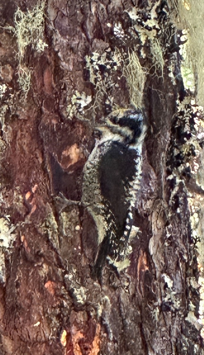 American Three-toed Woodpecker - ML641980751