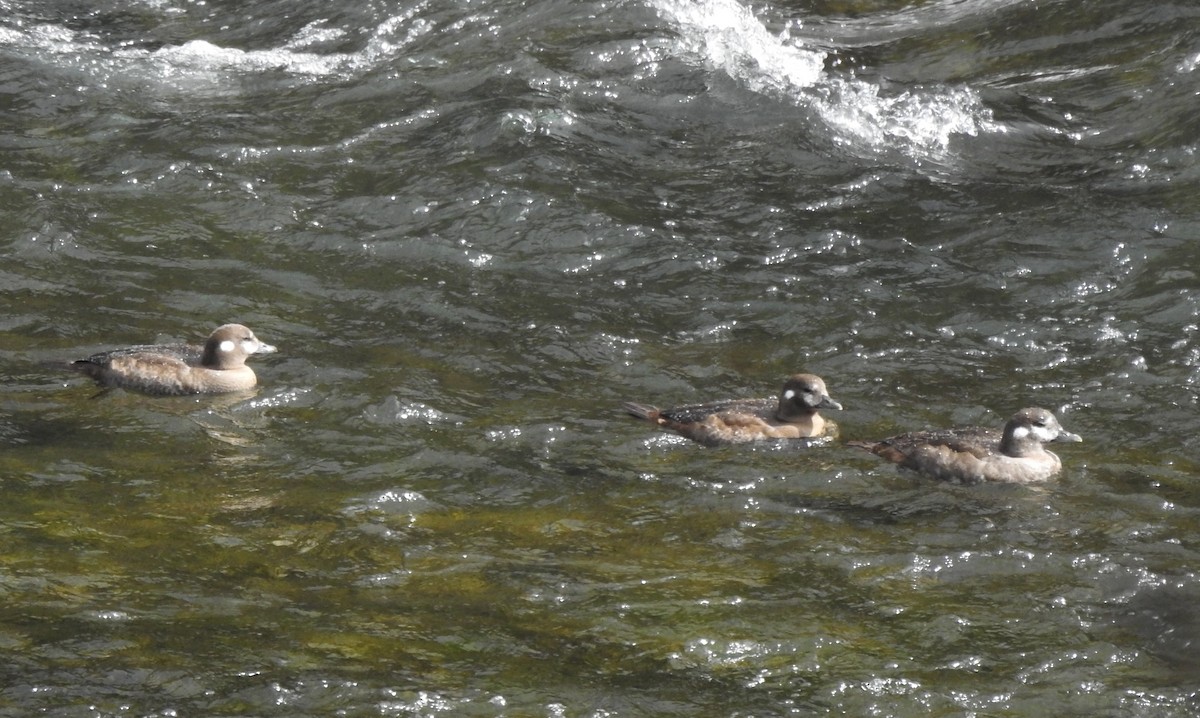 Harlequin Duck - ML641980753