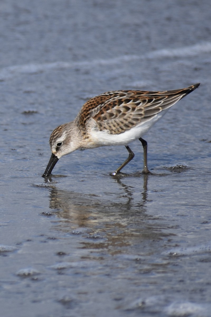 Western Sandpiper - ML641980754