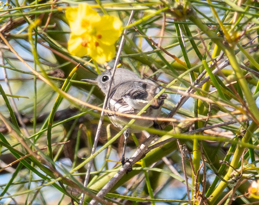 Blue-gray Gnatcatcher - ML641980755