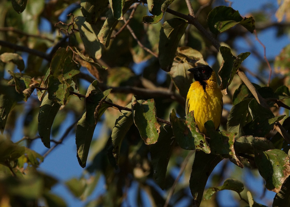 Village Weaver - ML641980762