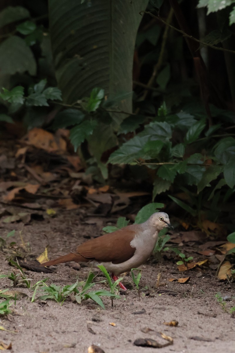 Pallid Dove - ML641980769