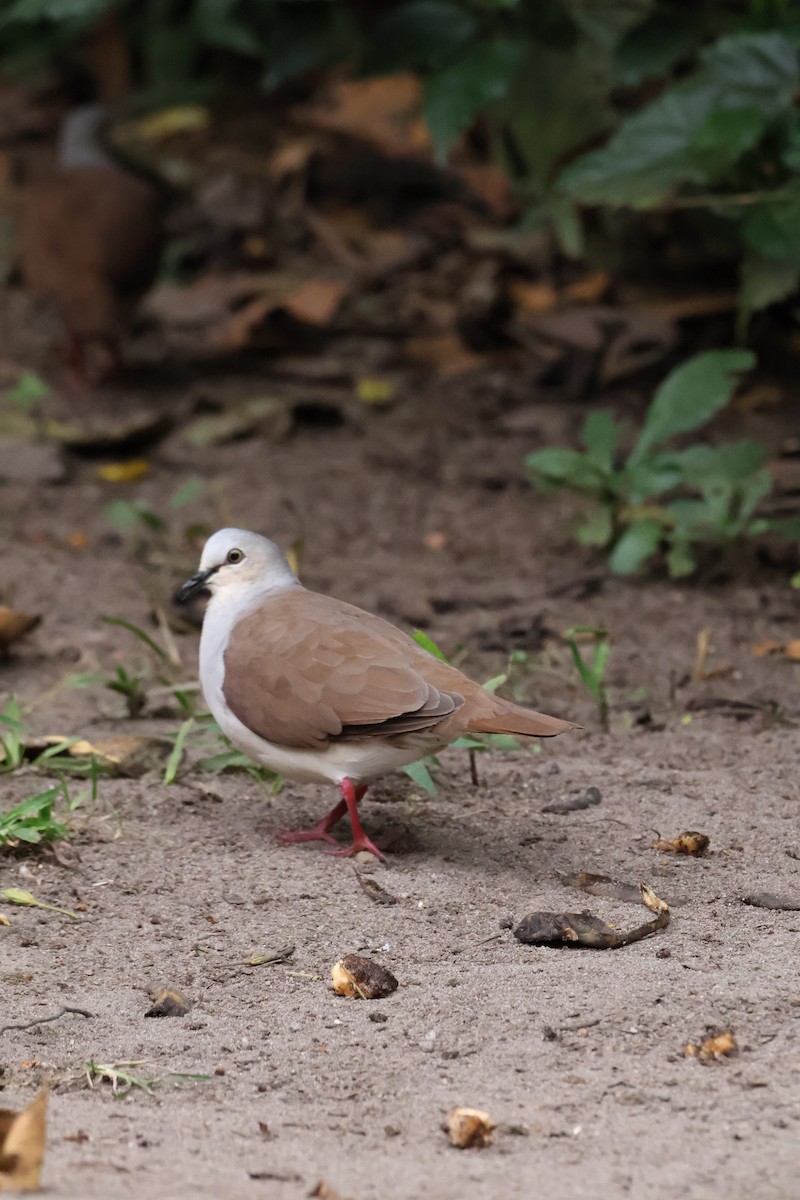 Pallid Dove - ML641980770