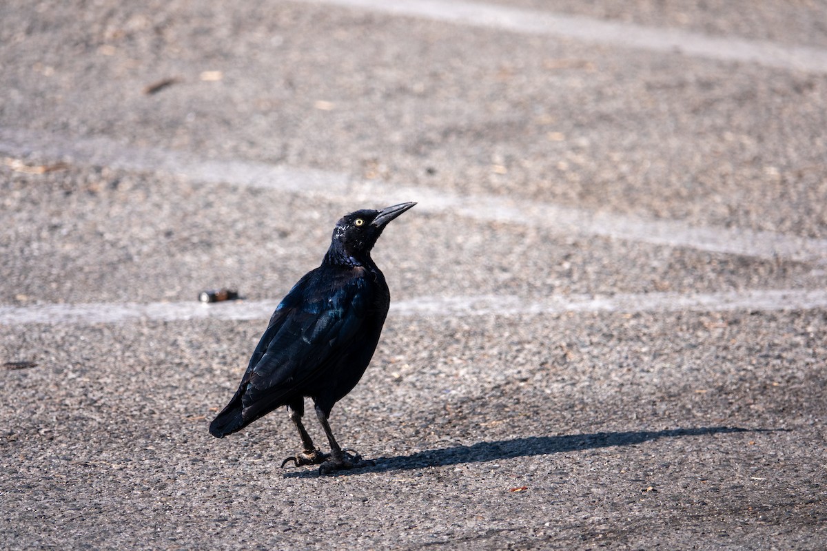 Great-tailed Grackle - ML641980772