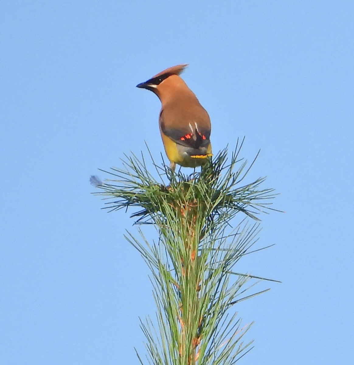 Cedar Waxwing - ML641980778
