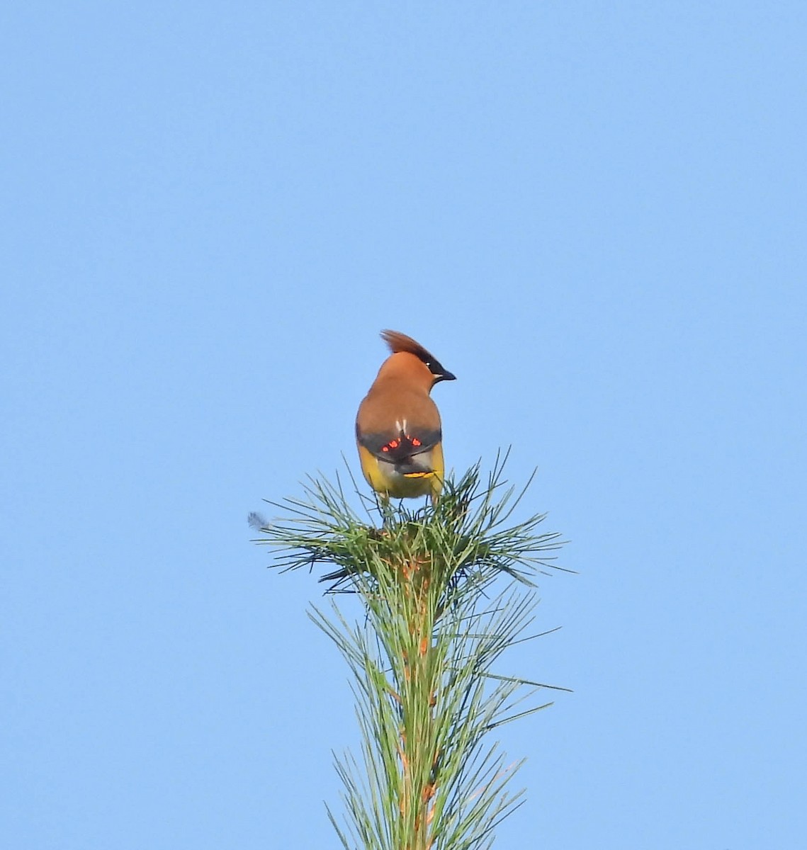 Cedar Waxwing - ML641980784